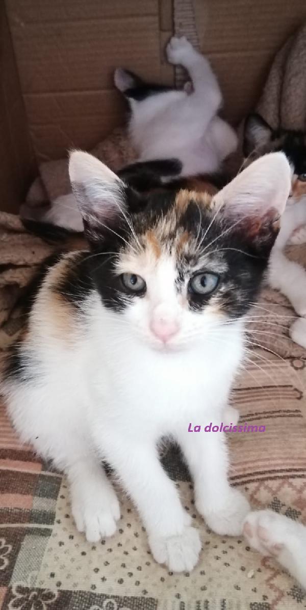 5 mici cuccioli da adottare  Foto 2